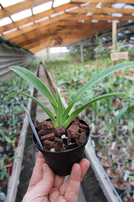 Phragmipedium caudatum x fischeri.jpg