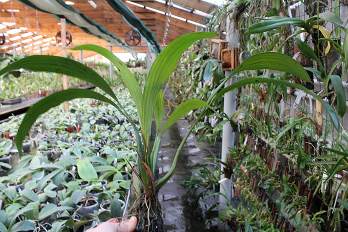 Coelogyne dayana.jpg