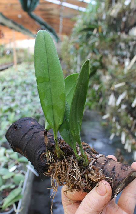 Bulbophyllum violaceolabellum.jpg