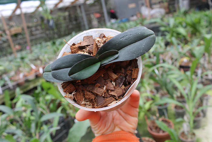 Paphiopedilum leucohilum black from Japan.jpg
