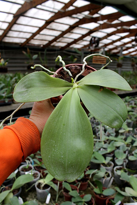 Phalaenopsis Nobby's Green Eagle x (Chang Mow Jade x Yungho Gelb Canary).jpg