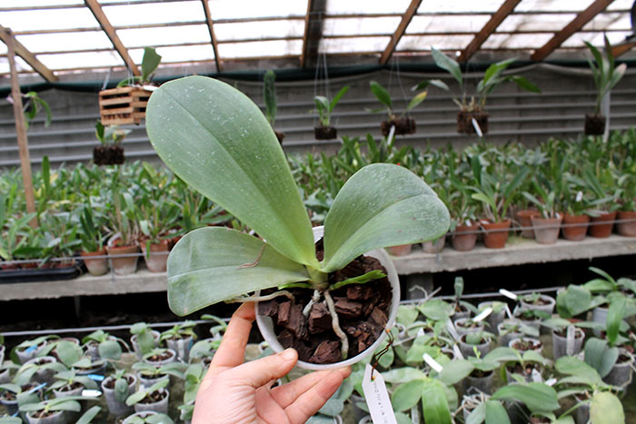 Phalaenopsis (Tzu Chiang Litlitz-micholtzii) '#1' x Joy Dreamy Jade '#7'.jpg