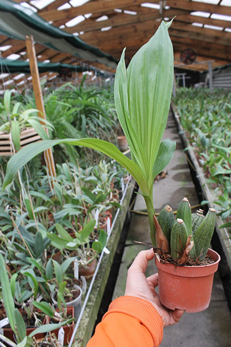 Angulocaste Red Jewel.jpg