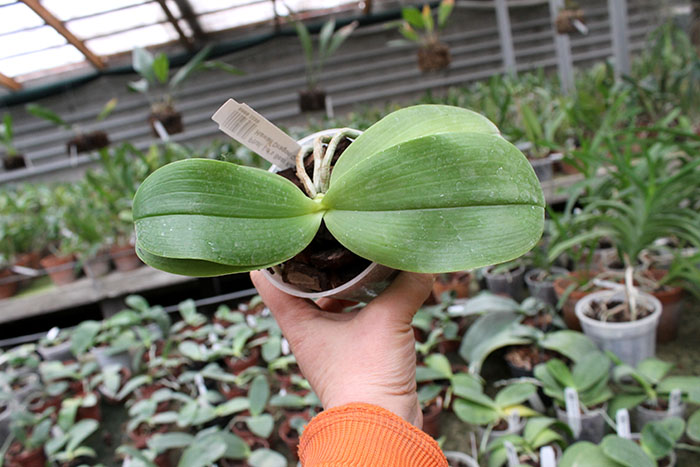 Phalaenopsis Ld's Bear King 'YKY' x Hawaii Dragon Girl 'DT-1'.jpg