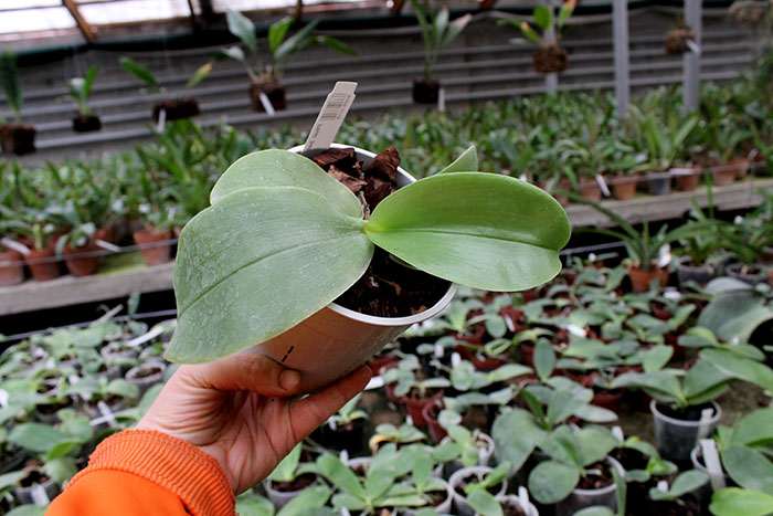 Phalaenopsis bellina 'LD' x bellina 'Lee'.jpg