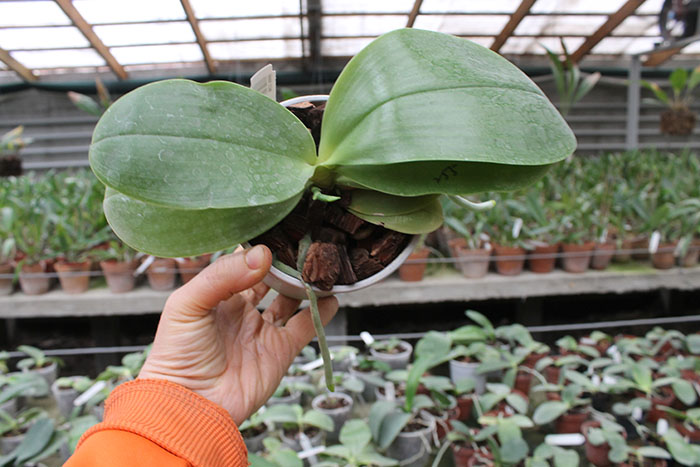 Phalaenopsis Ld's Bear King 'RK-3' x Fushang's Beauty Star.jpg