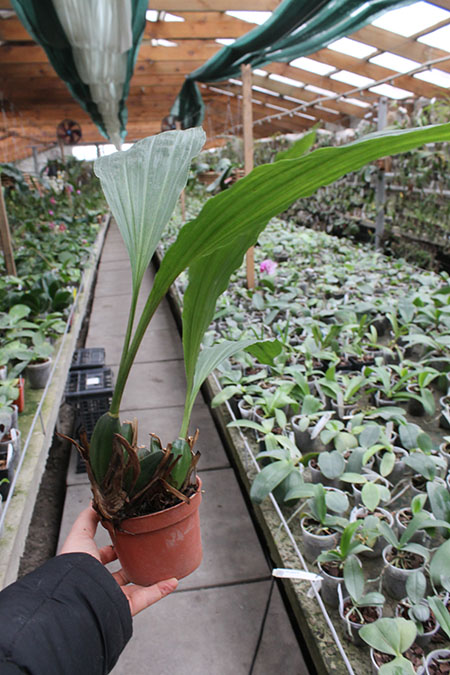 Angulocaste Red Jewel.jpg