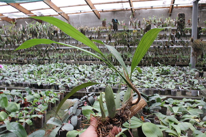 Coelogyne pandurata.jpg