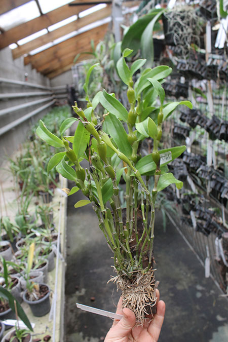 Dendrobium findlayanum.jpg