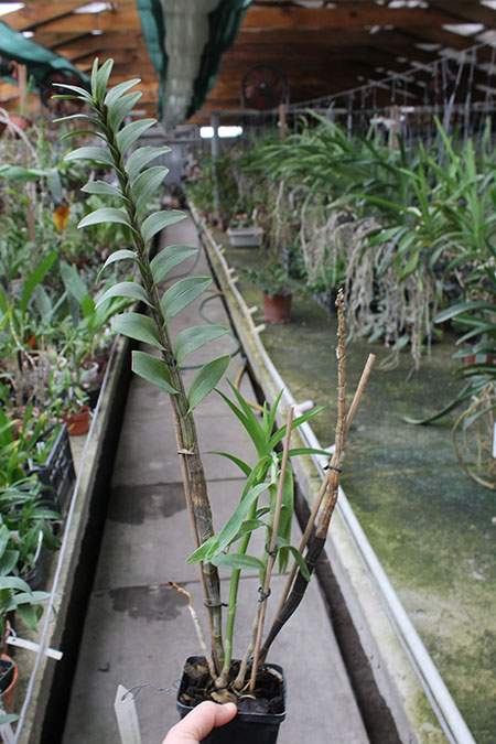 denrd sanderae var major.jpg