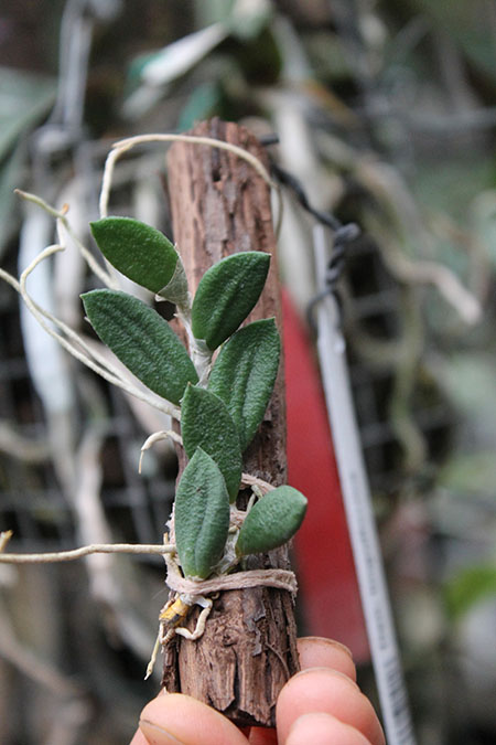 dendr linguiforme.jpg