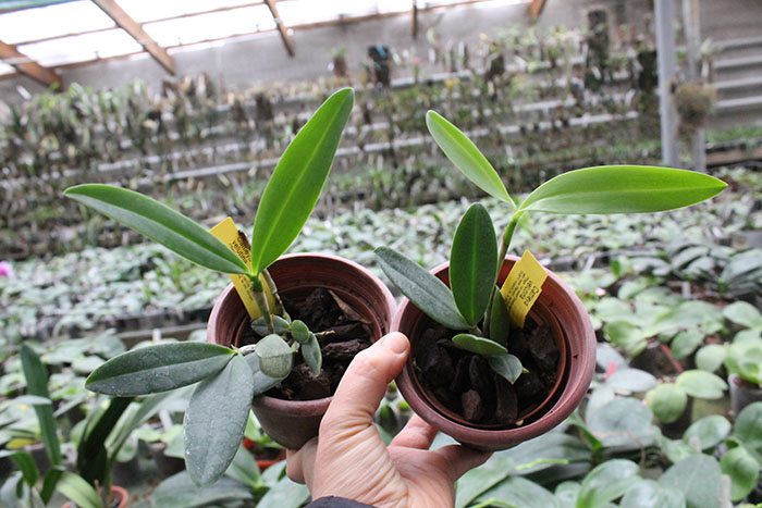 cattleya velutina.jpg