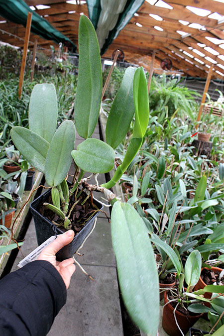 Cattleya warneri concolor 'HI' x Cattleya warneri venosa suave.jpg