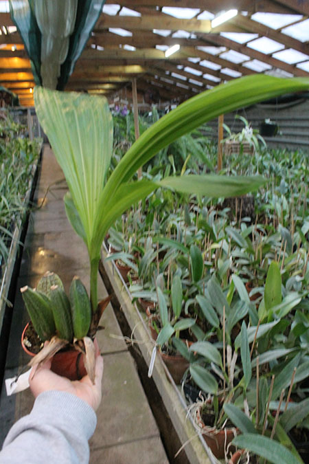 Angulocaste Red Jewel.jpg