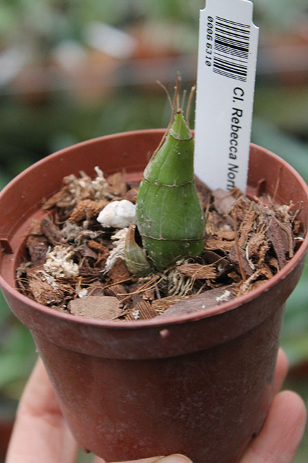 Clowesia Rebecca Northen 'Mikabi'.jpg