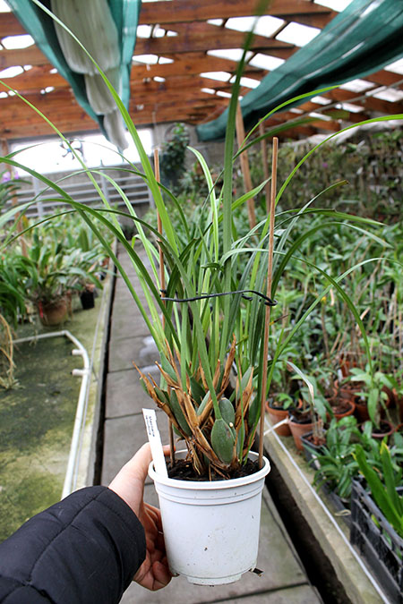 Maxillaria tenuifolia.jpg