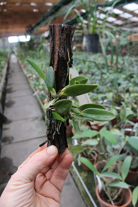 Sophronitis brevipedunculata.jpg