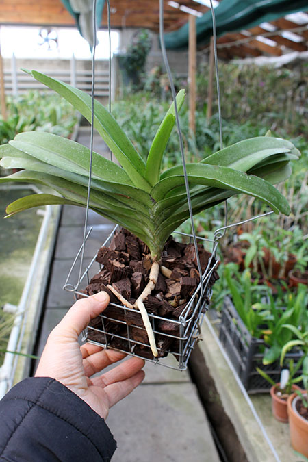 Rhynchorides Bangkok Sunset.jpg