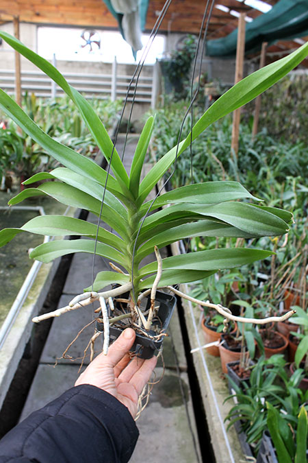 Vanda denisoniana Cream Shinetorn.jpg