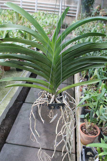 Vanda Robert Delight '#358'.jpg