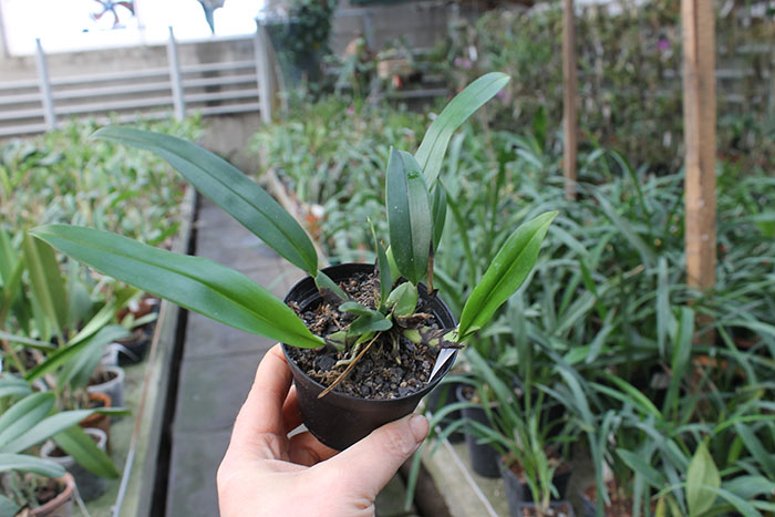 Trichopilia marginata.jpg