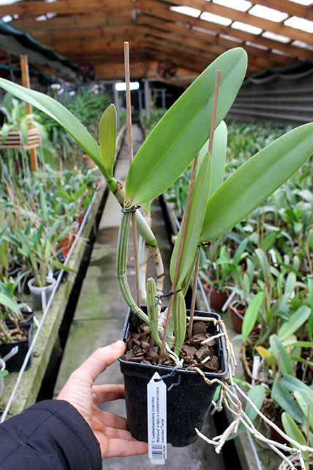 Cattleya lueddemanniana (coerulea 'Mariauxi' x tipo) x lueddemanniana coerulea 'Tania'.jpg