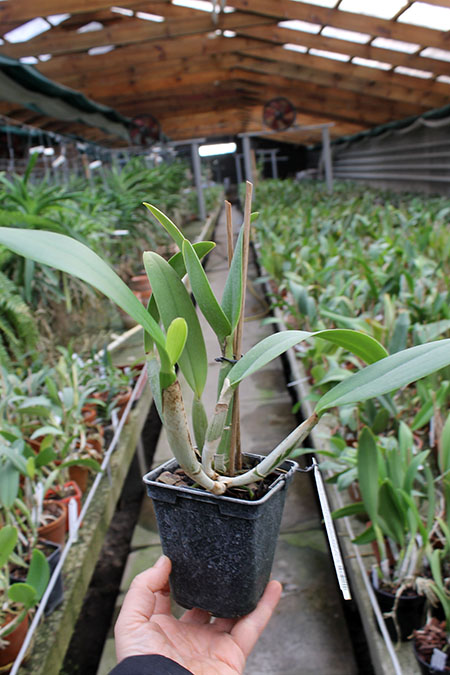 Cattleya lueddemanniana coerulea 'Pedra Azul' XXX x Cattleya lueddemanniana coerulea 'Caribe'.jpg