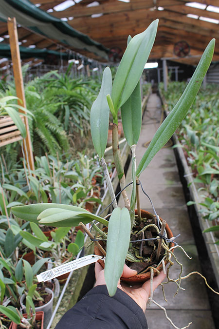 Cattleya lueddemanniana coerulea 'Monte Verde' x Cattleya lueddemanniana coerulea 'Mar azul'.jpg