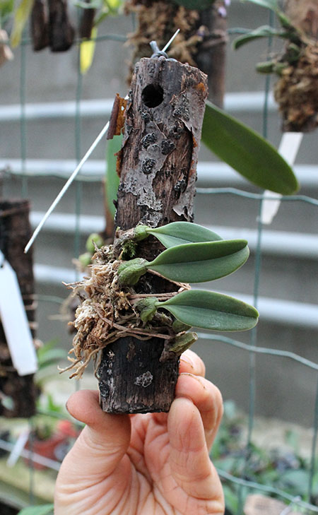 Bulbophyllum setaceum.jpg