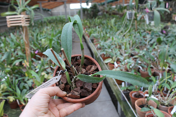 Sophrolaeliocattleya Circle of Life 'Mesmerize' x Sophrolaeliocattleya Newberry Promise.jpg