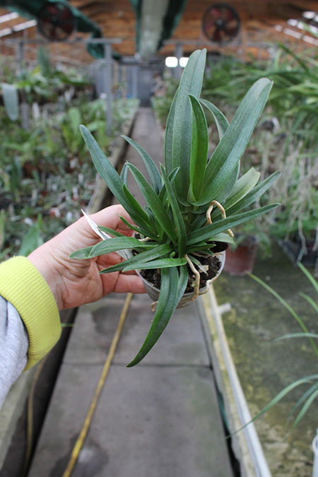 Sarcochilus Rote x Fitzhard.jpg