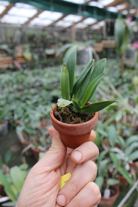 Sophronitis coccinea.jpg