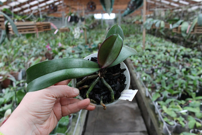Phalaenopsis sanderiana.jpg