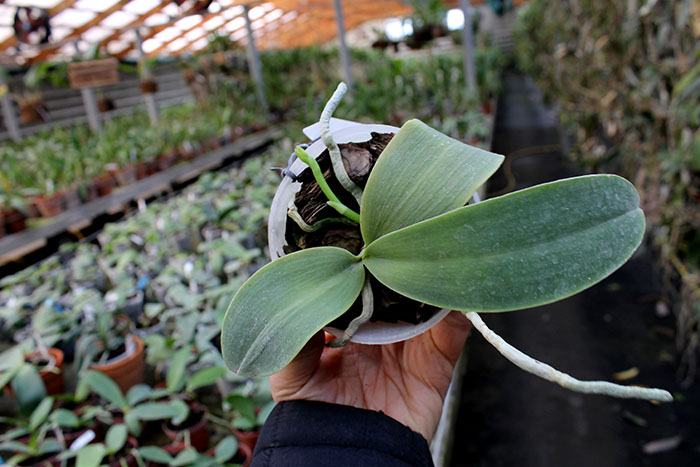 Phalaenopsis Natasha 'Aiko'.jpg