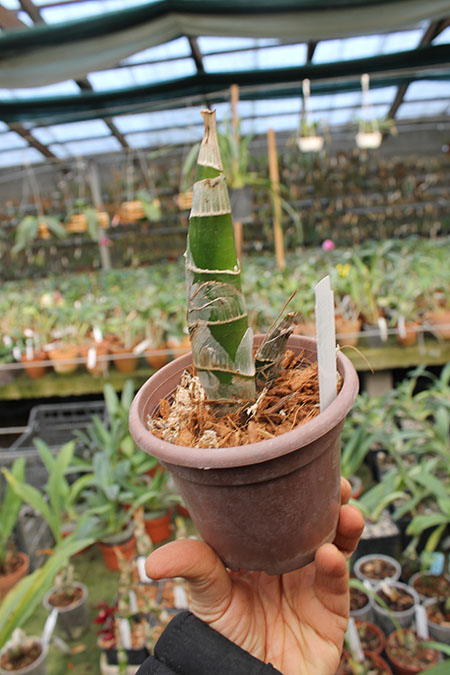 Fredclarkeara After Dark 'SVO Black Pearl'.jpg