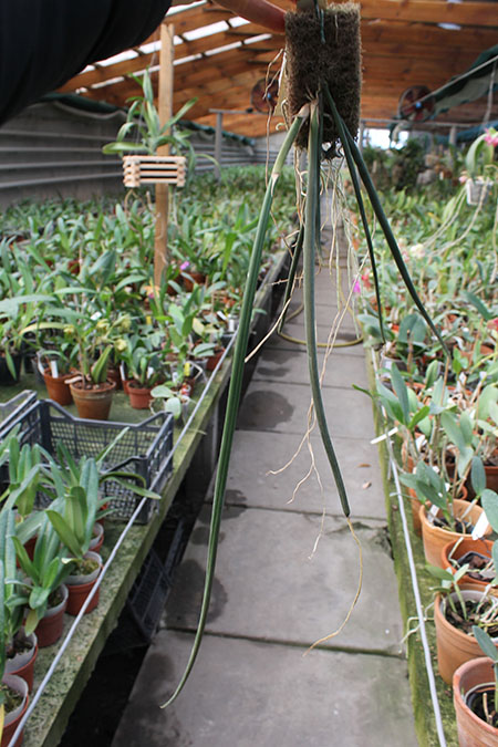 Trichocentrum cebolleta.jpg