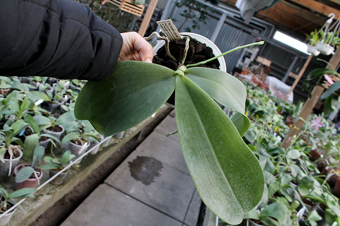 Phalaenopsis tetraspis x gigantea.jpg