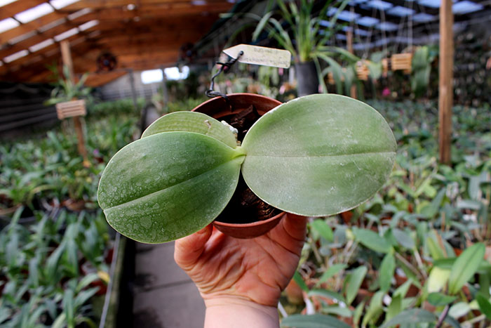 Phalaenopsis Zheng Min Tyrannosaurus x gigantea.jpg
