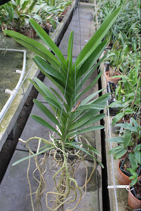 Ascocenda Princess Mikasa Blue.jpg