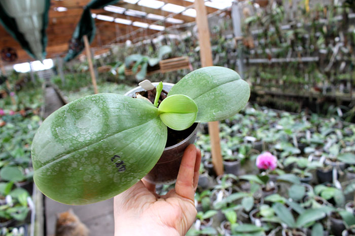 Phalaenopsis Mituo Prince x bellina.jpg