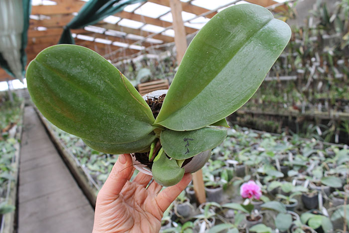 Phalaenopsis Sogo Pony x (Hymen x Sogo Kaiulani).jpg