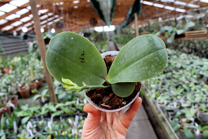 Phalaenopsis Mituo Sun Queen x Samera.jpg