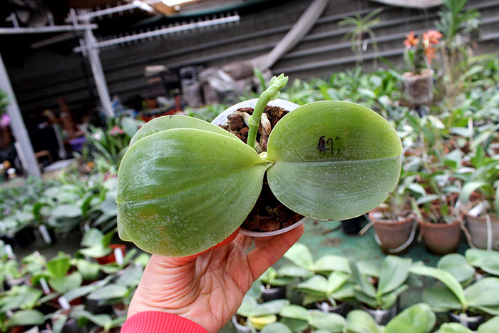 Phalaenopsis Lyndon Reflex x LD's Bear King.jpg