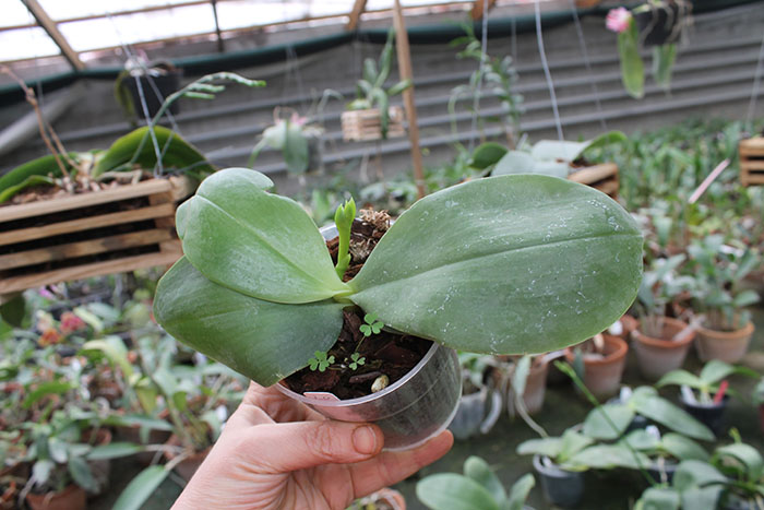 Phalaenopsis LD Purple Bear x bellina.jpg