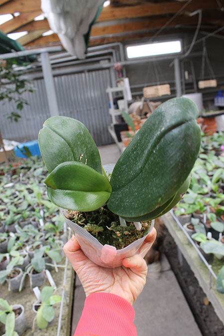 Phalaenopsis Fusheng's World 'FS'.jpg