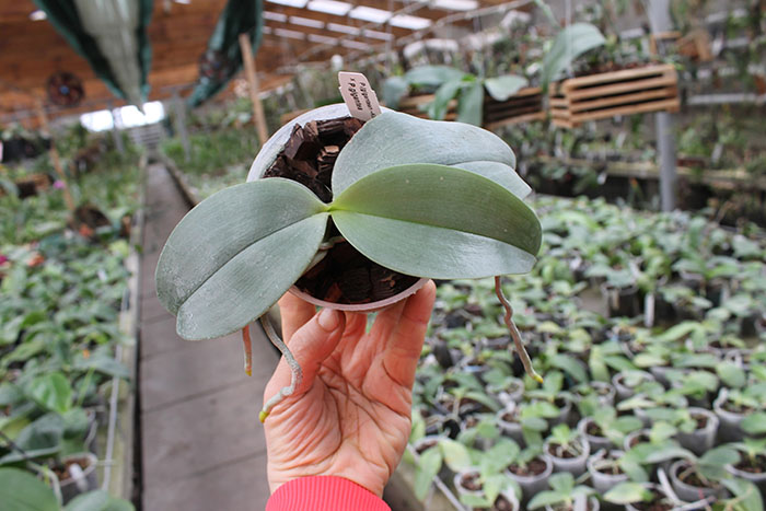 Phalaenopsis Jong's Gigan Cherry 'Prince' x gigantea.jpg