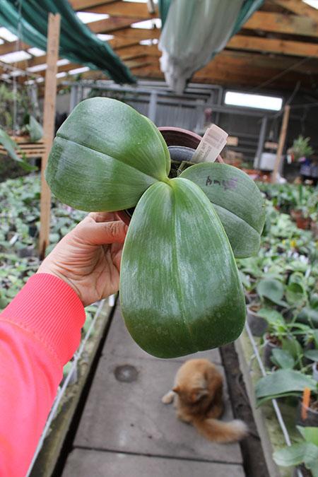 Phalaenopsis gigantea x Mituo Coral Mambonosa.jpg
