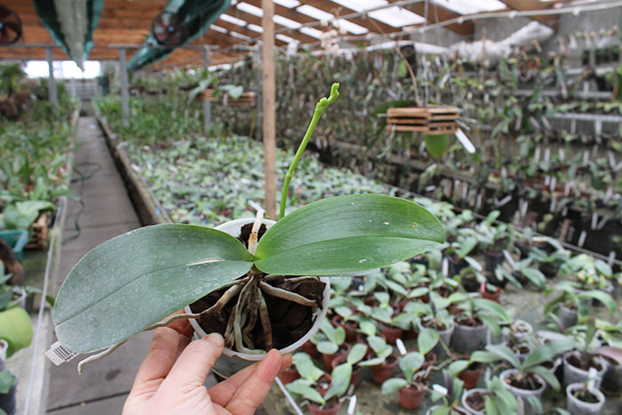 Phalaenopsis Mituo Golden 'M-2'.jpg