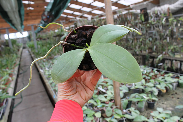 Phalaenopsis Zheng Min Tyrannosaurus x Yaphon Sir.jpg