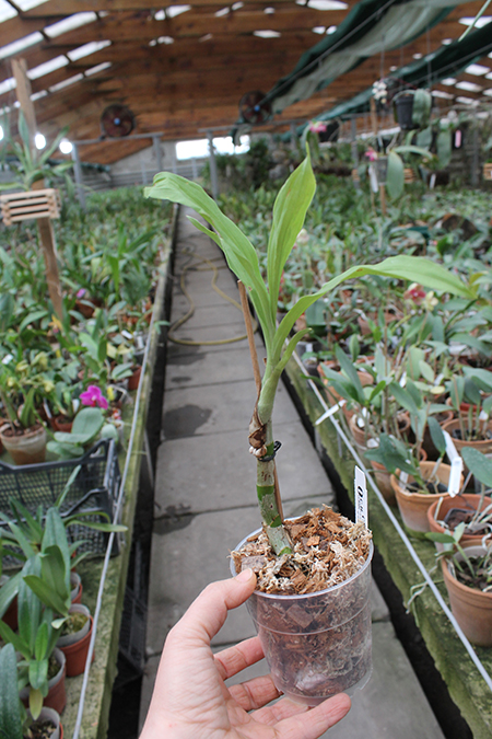 Cycnoches barthiorum 'Pink Dove'.jpg